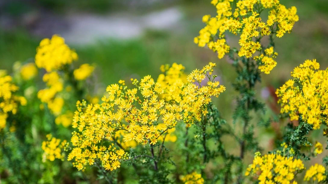 Groningen wil jacobskruiskruid te lijf met elektrocutie Groningen wil jacobskruiskruid te lijf met elektrocutie