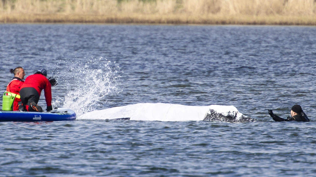 Foto: Duwbak onderweg voor nieuwe reddingspoging Duitse bultrug